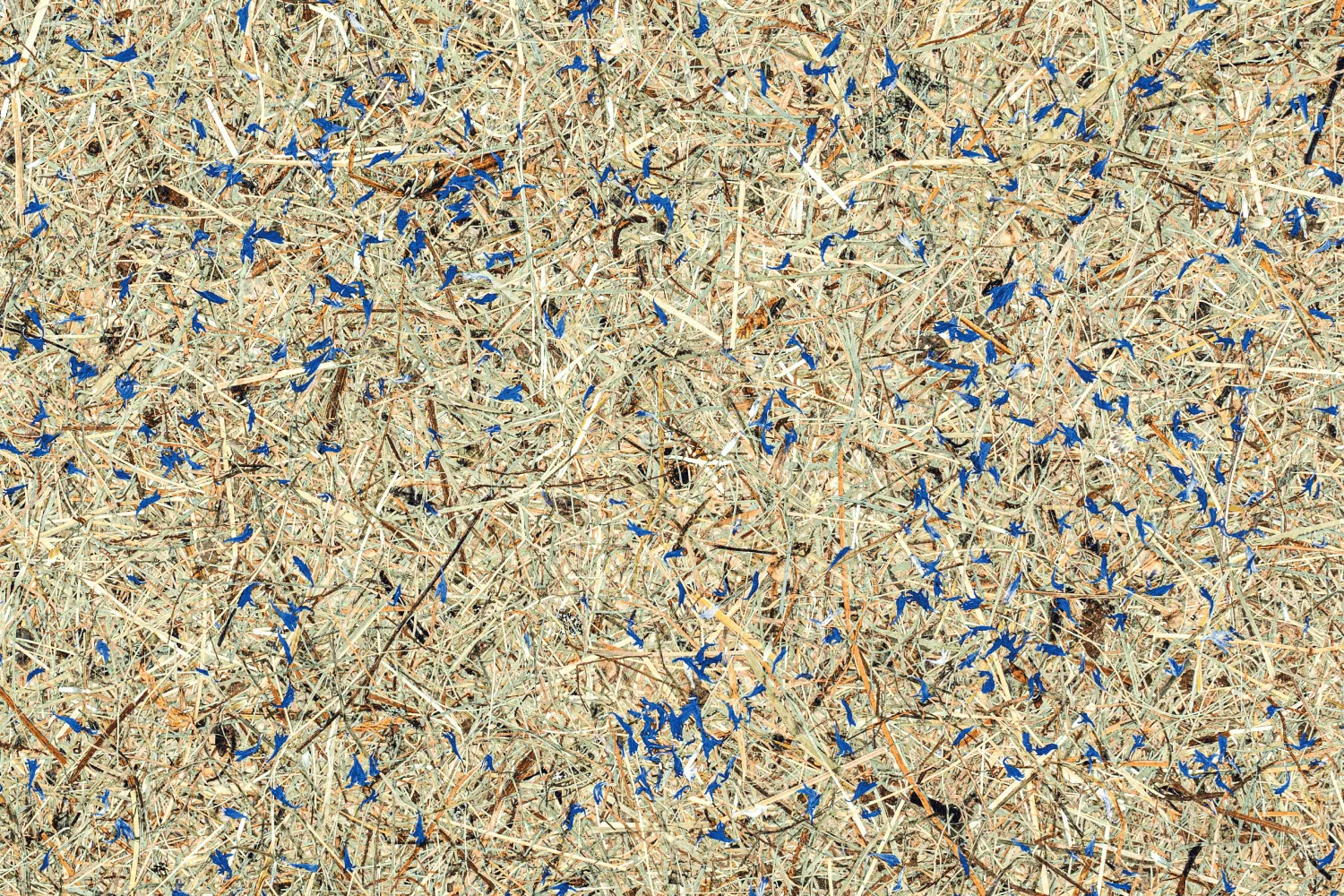Alpine hay bio and blue cornflowers